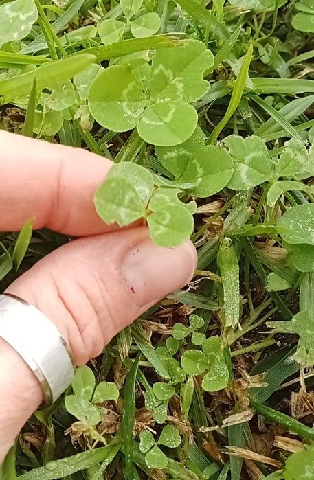 Trevo de quatro folhas