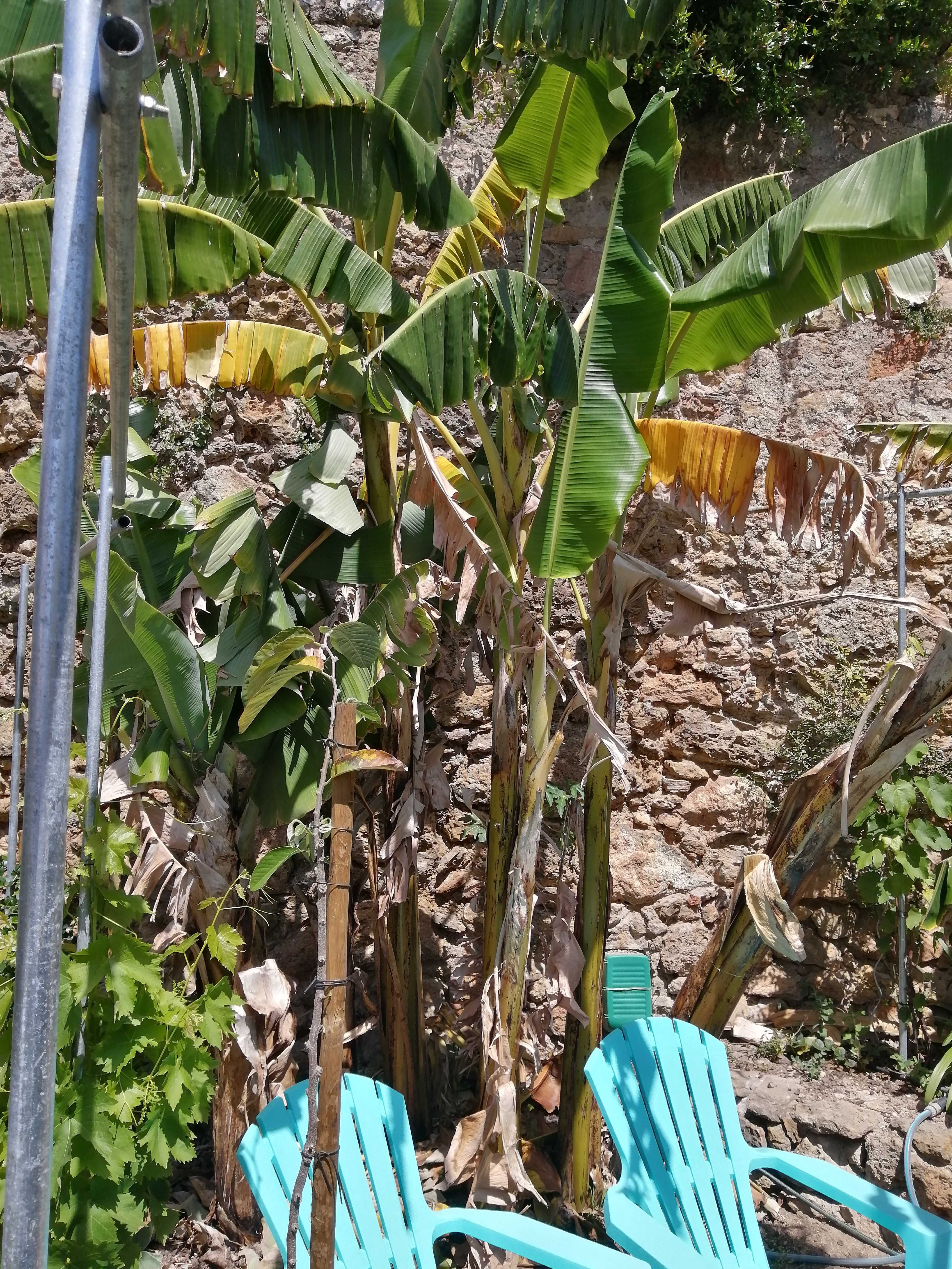 bananeira do congo e rosa