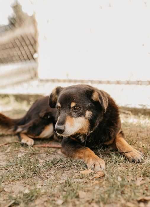 Spokojny i lekko nieśmiały Irysek poleca się do adopcji!!!