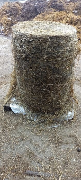 Sianokiszonka z trawy sianej Futernova 11