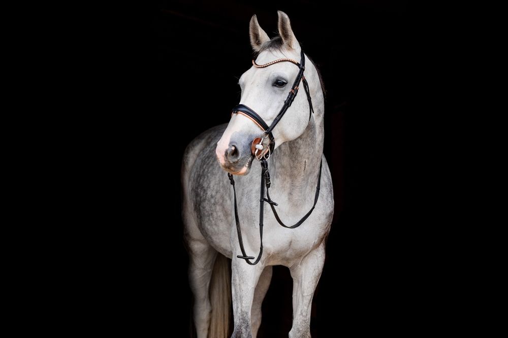Klacz polski koń sportowy na sprzedaż