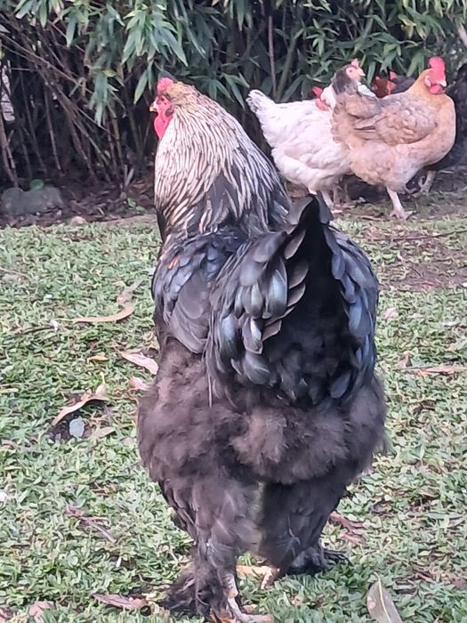 Galinhas  ,galos  brahmas