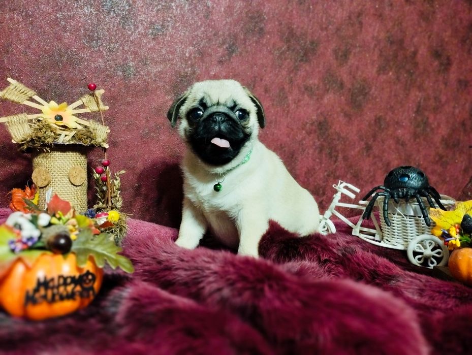 Готов к переезду перспективный парень. Пакет документов. Чипирован.