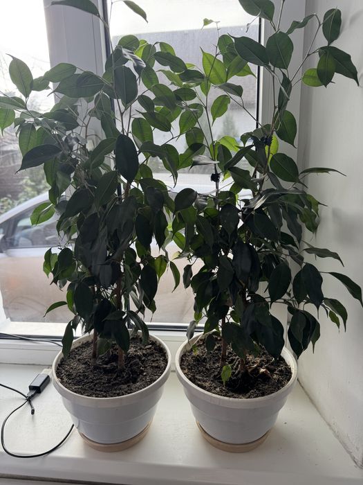 Продам фікус Бенджамина