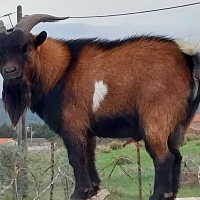 Cabrito micro anão