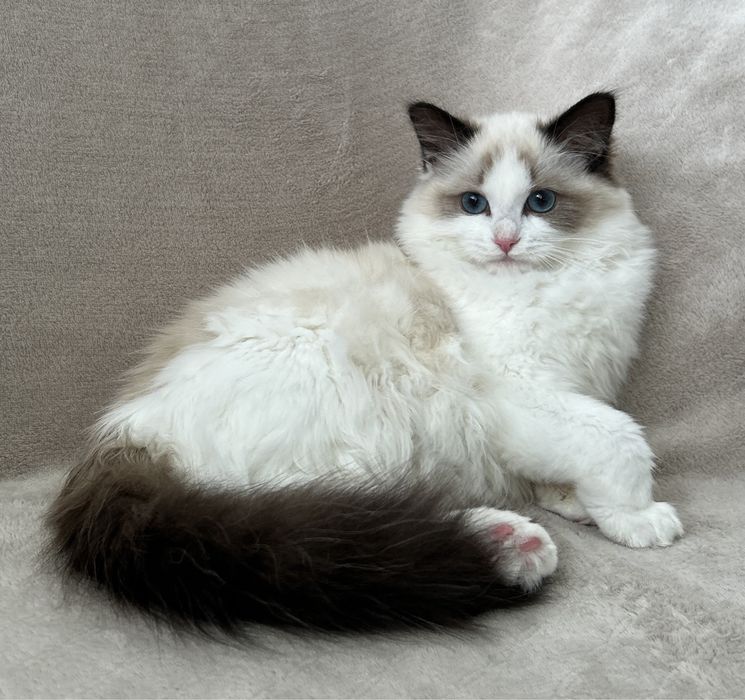 Kotka Ragdoll seal bicolor FPL do hodowli