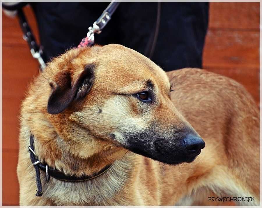 Balu – klasyczny kundelek podlaski, tak samo zasługuje na dom