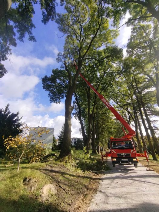 wycinki drzew ,podnośniki koszowe,wynajm itp..