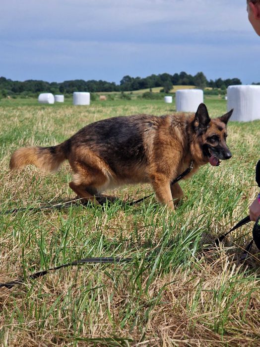 Hera, starsza owczarka czeka na dom