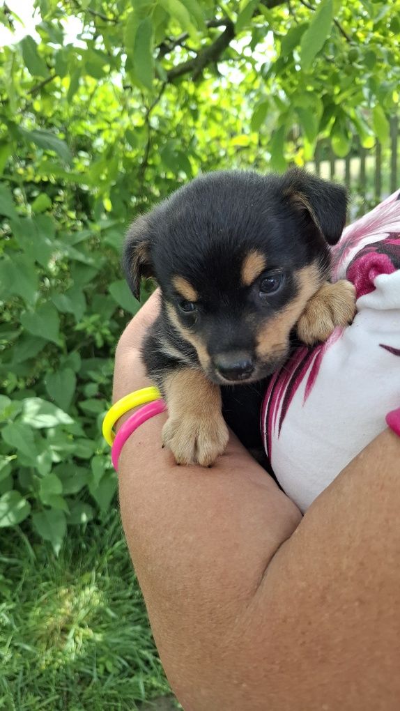 Trzy szczeniaki 7 tyg adopcja.