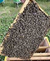 Бджолопакети Пчелопакеты