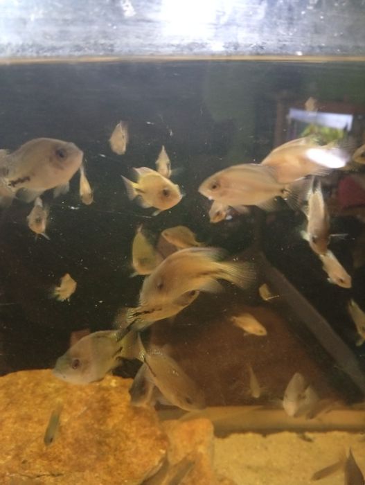 Sprzedam pielęgnice wielobarwne