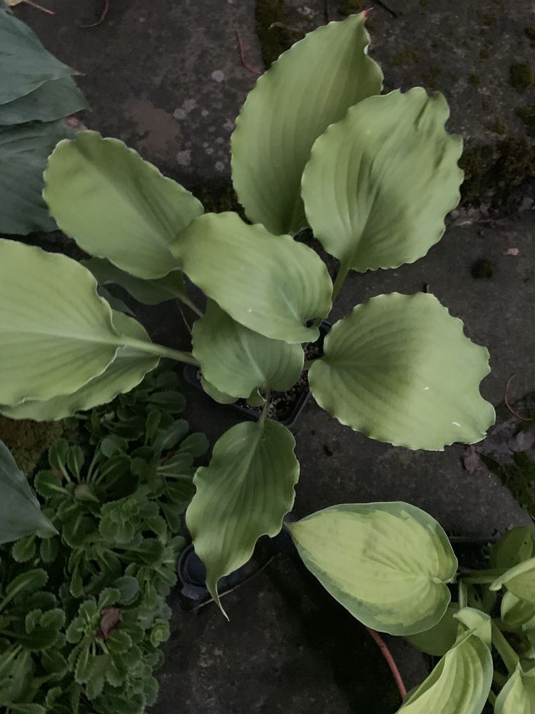 Funkia hosta Marylin Monroe