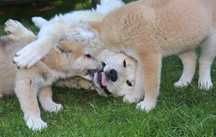 Akita inu Japońska suczka
