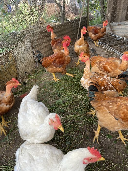 Frangos caseiros vermelhos 4 messes