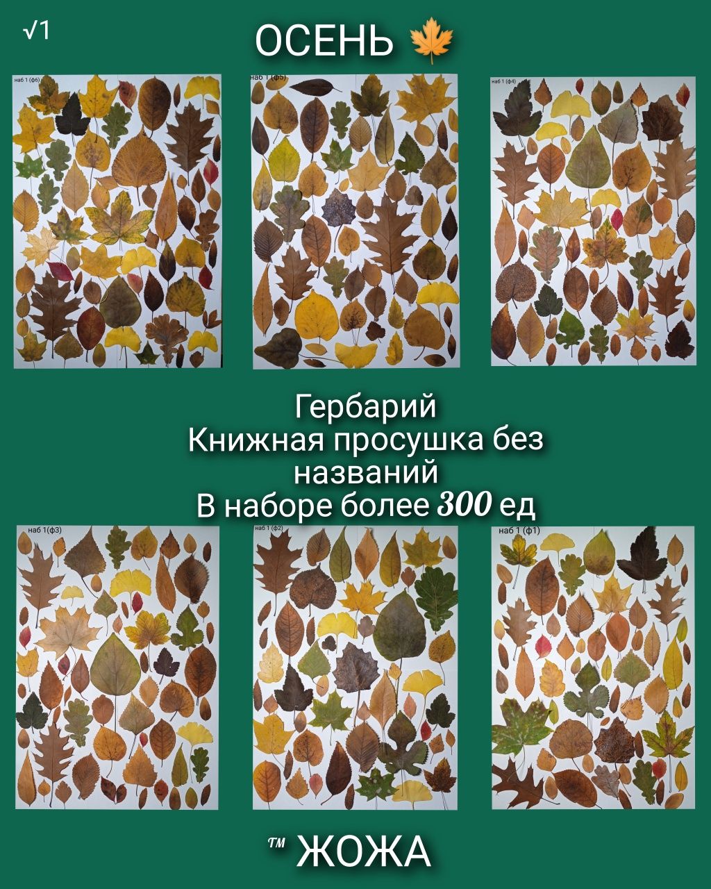 Распродажа Гербарий  осенние листья сухоцветы сухие поделка аппликация