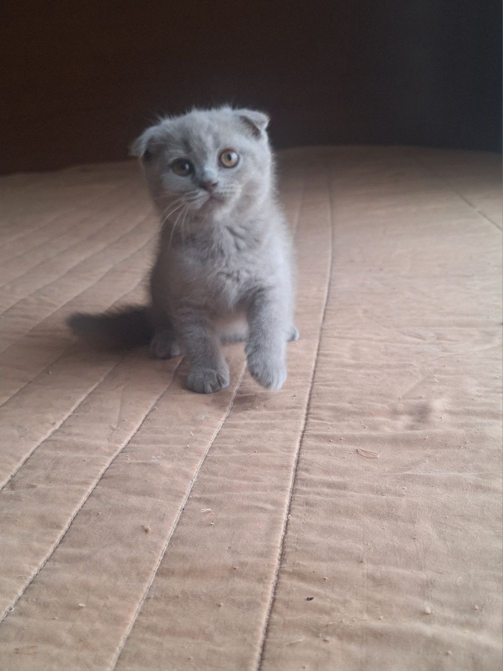 Scottish fold fêmea lilac