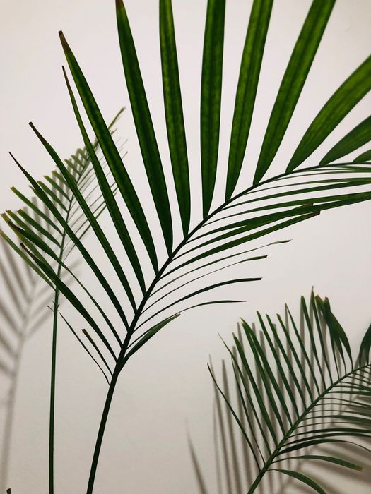 Palma duza Ikea (w Ikea 129,90)