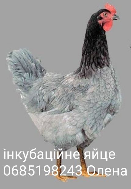 Інкубаційне яйце з Європи