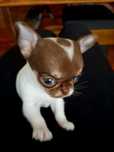 Chihuahua Zarezerwowana malutka sunia xs
