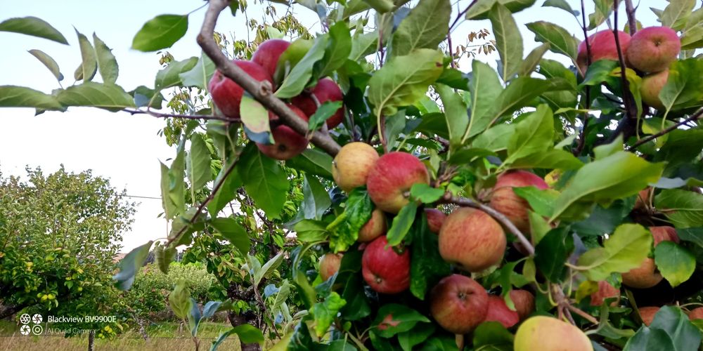 Frutas biológicas
