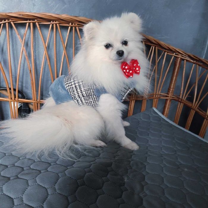 Szpic miniaturowy > młody samiec .