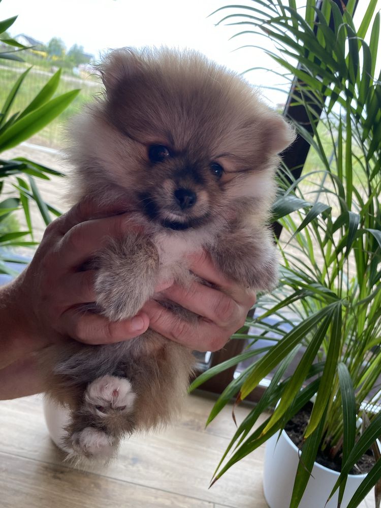 szpic miniaturowy pomeranian