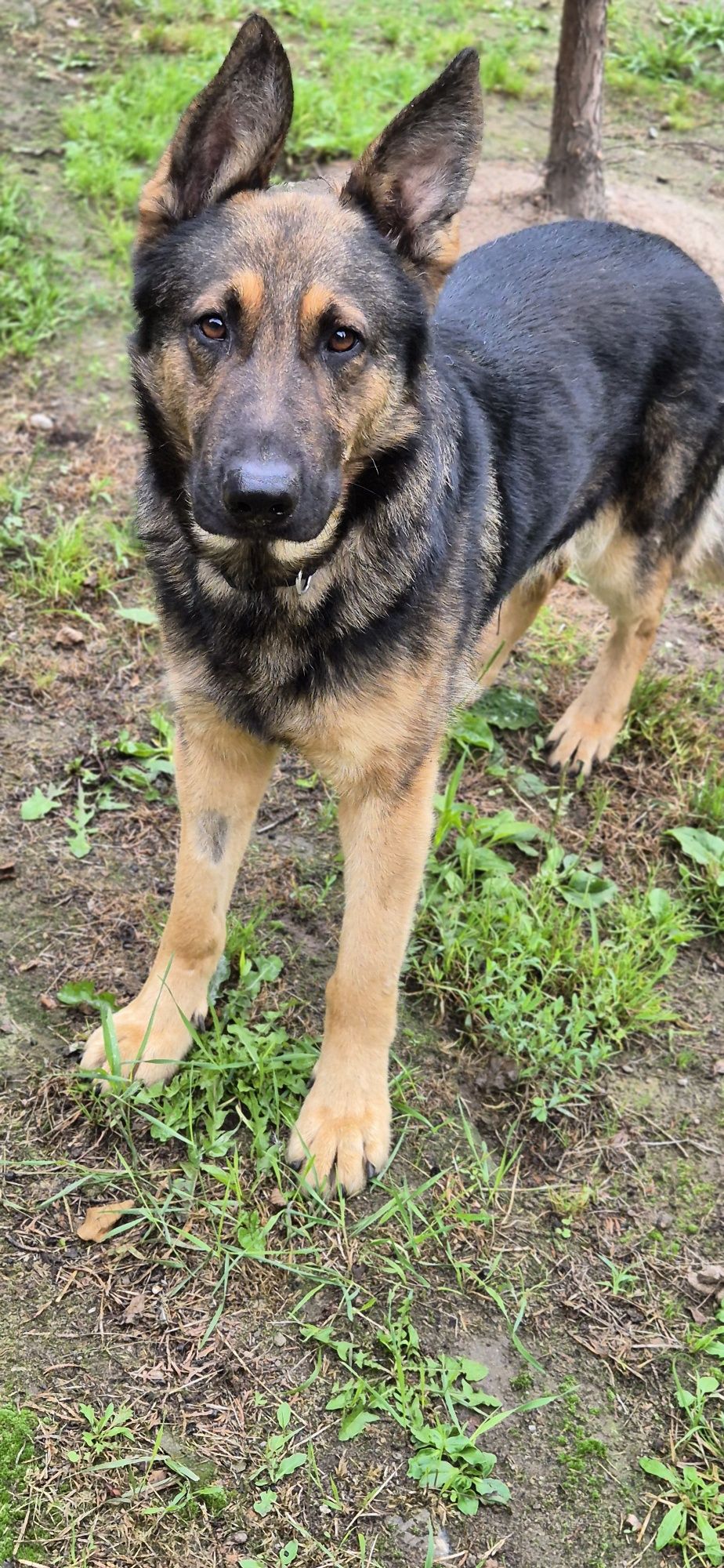 Piesek Około 1.5 roku