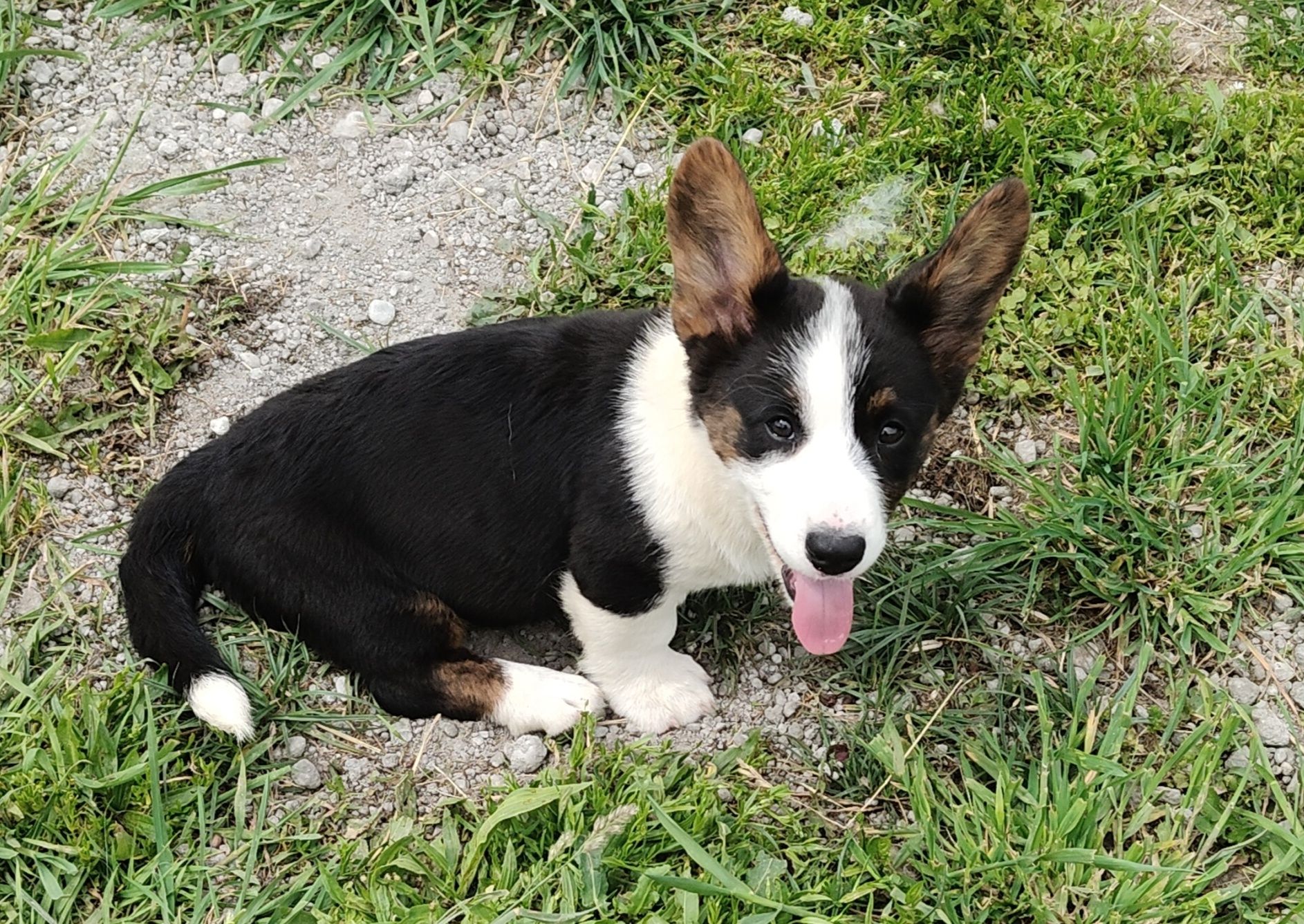 Welsh Corgi Cardigan zapowiedź- ZKwP,26 lat hodowli Rivulus FCI
