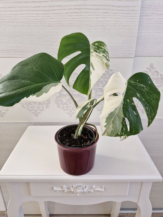 Монстеру Альбу продам