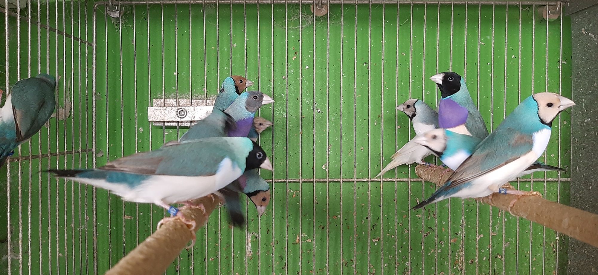 Vendo ao lote ou em casais varios exoticos