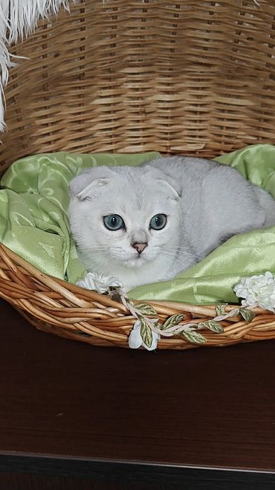 Шикарный вислоухий мальчишка