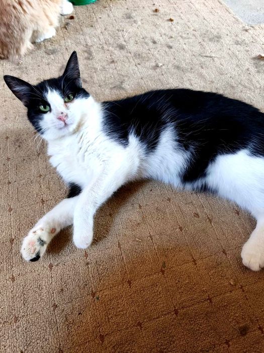 Активна весела дівчинка