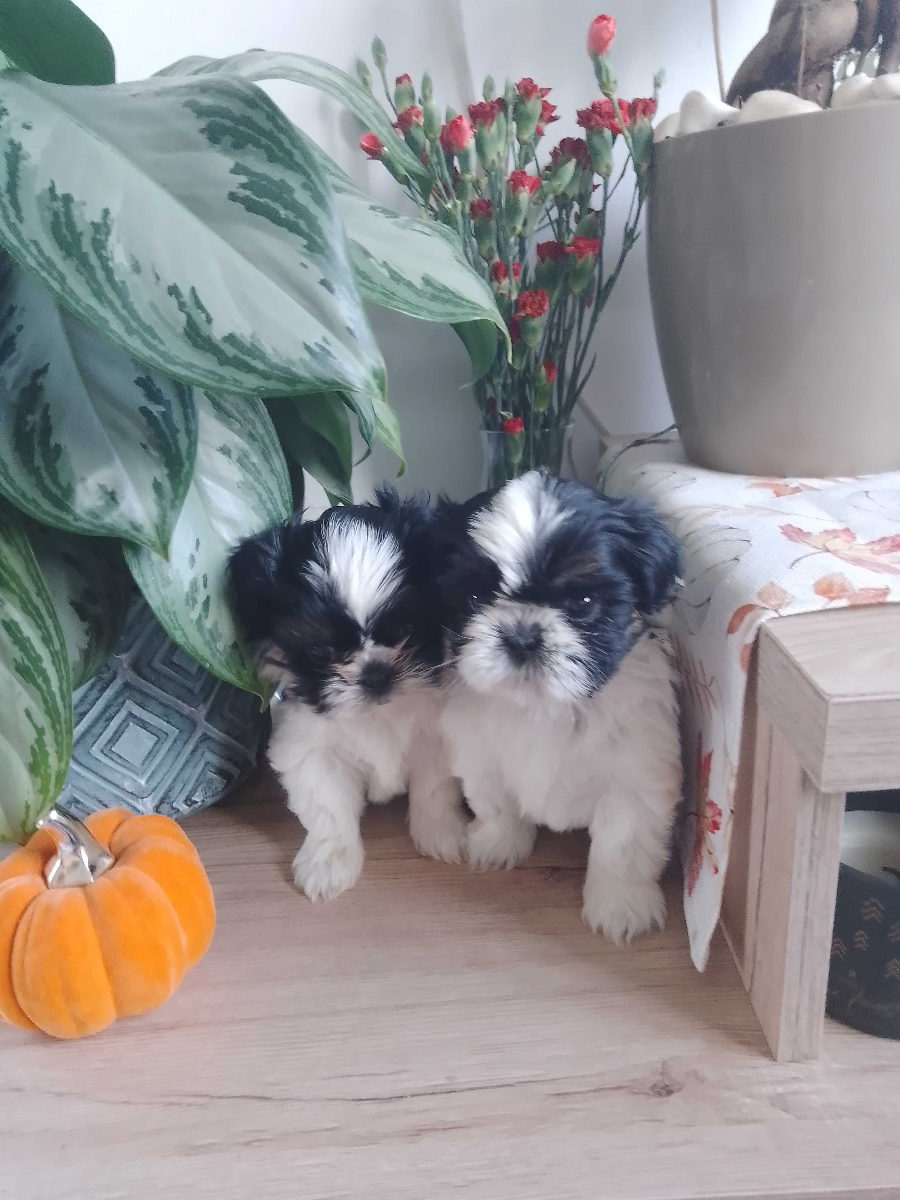 Shih tzu sunia szczeniak