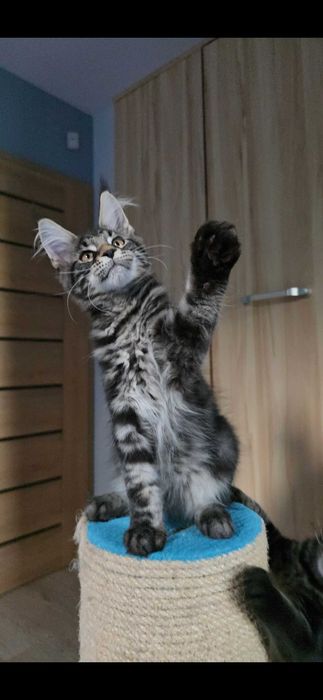 Maine Coon przepiękny klasyk