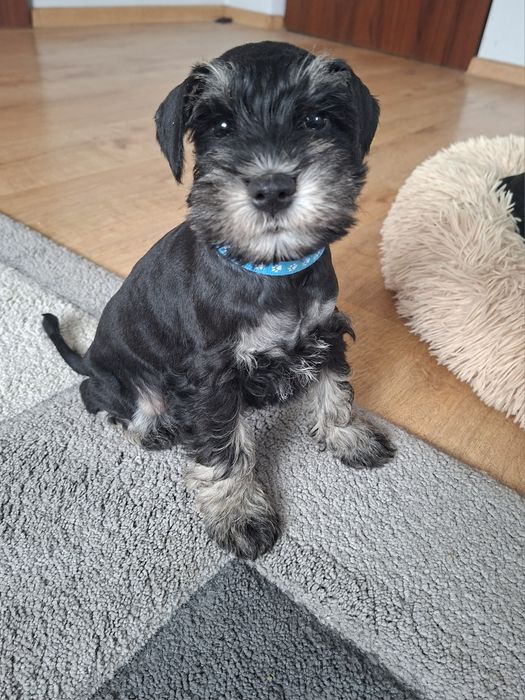 Sznaucer miniaturowy 8tyg z rodowodem