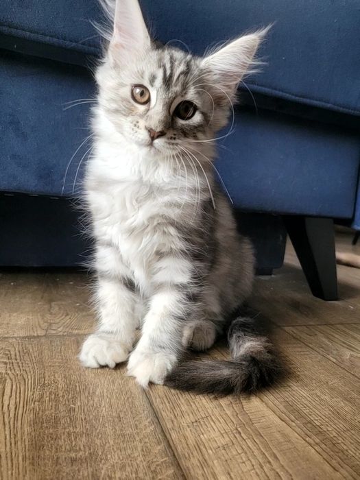 Kotka ESTERKA srebrna szylkretka Maine Coon