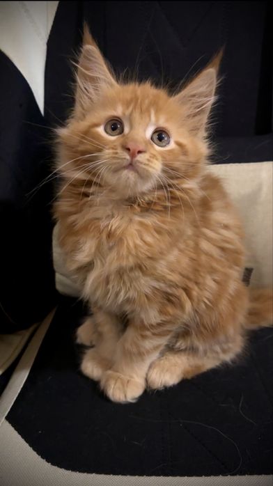 Рижа красуня Мейн-Кун — крупна генетика, ідеальний характер!