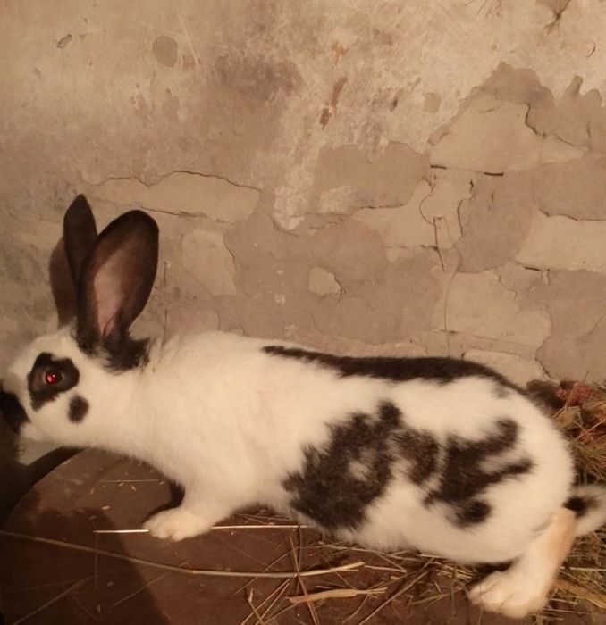 Продам кроликів...