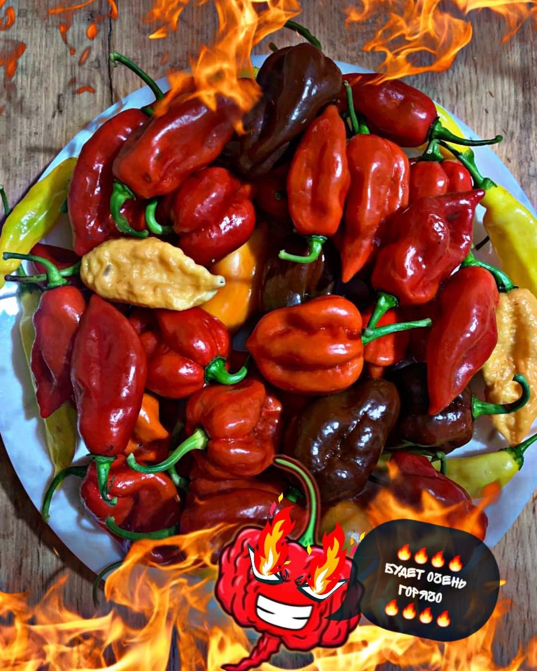 Семена самых острых перцев в мире-Carolina Reaper,Bhut Jolokia,Fatalii