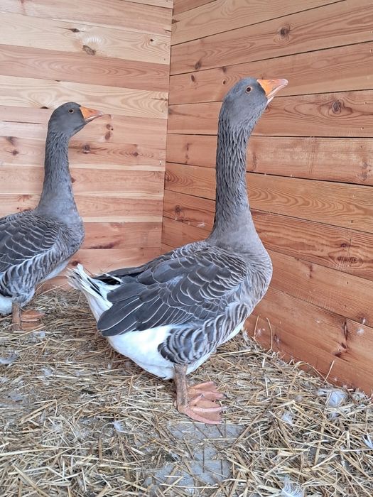 Gęsi gąsior sprzedam