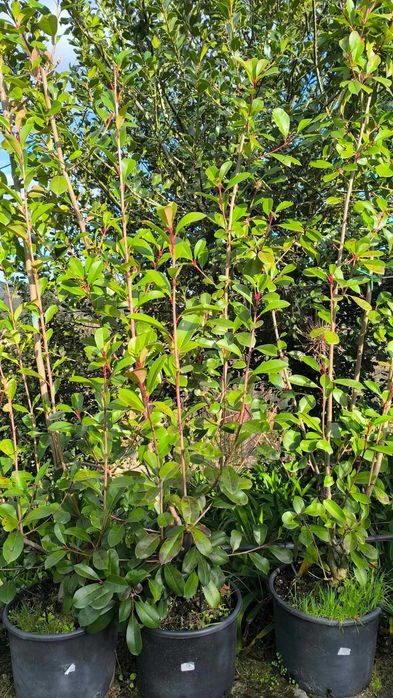Photinia Red Robin com 1.50m até 2.25m