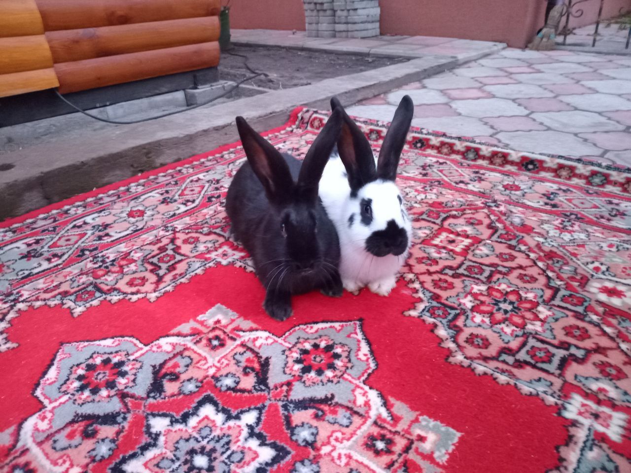 Продаються кролі