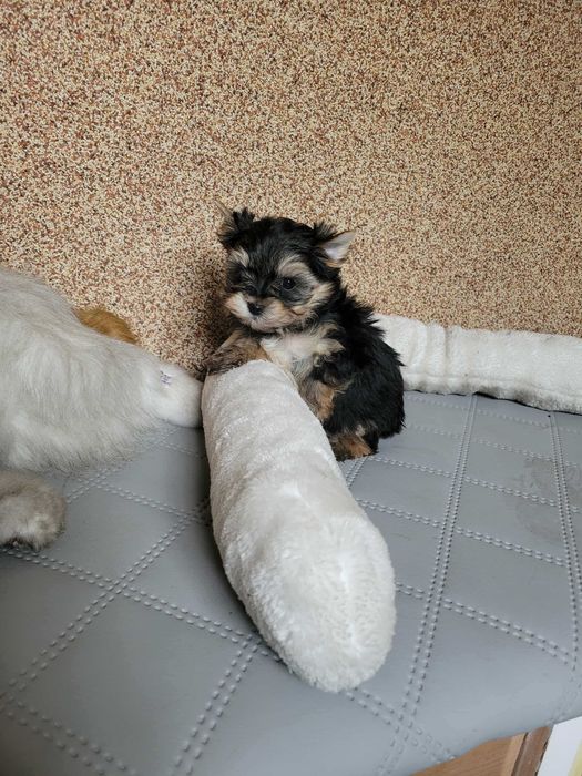 Yorkshireterrier piesek z genem biewera