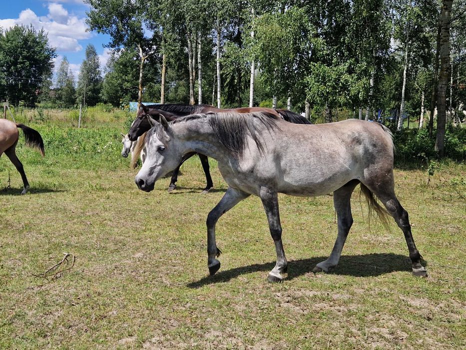 arab, czysta krew arabska wałach,