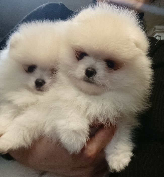 Чудові померанці