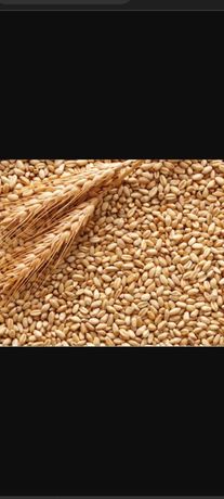 Пшениця нового врожаю