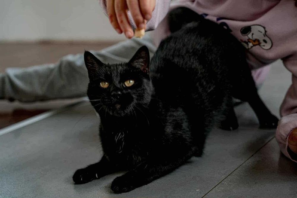 Koteczka do adopcji
