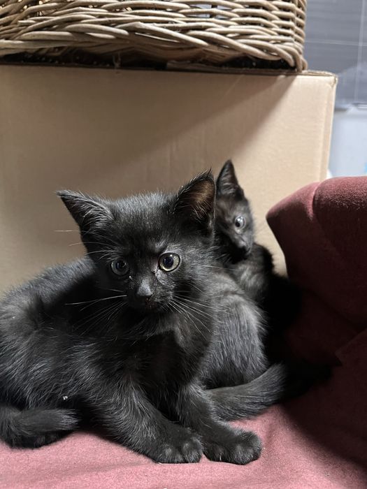 Kot europejski czarny