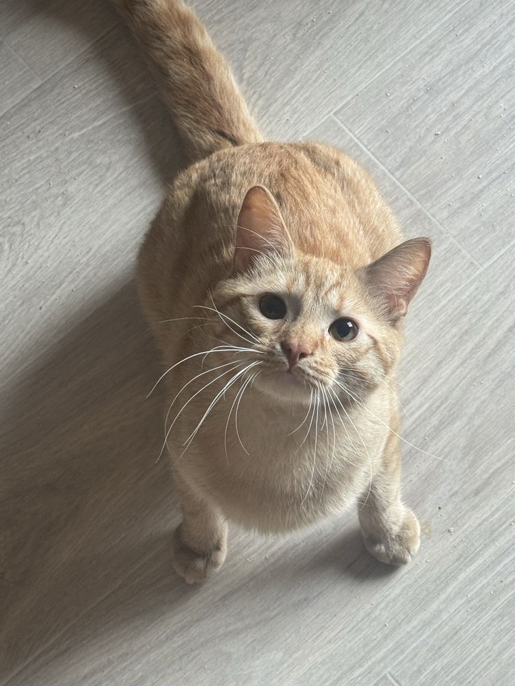 Котик шукає родину
